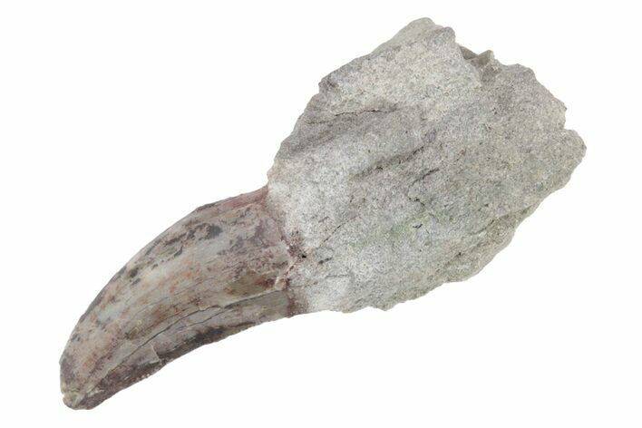 Serrated Dinosaur (Allosaurus) Tooth On Sandstone - Colorado #222519